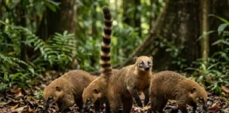 A socialidade do quati de cauda anelada e seu focinho móvel que rastreia alimentos no chão da floresta