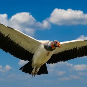 Voo térmico do urubu rei economiza energia e estabelece hierarquia entre as aves carniceiras do Brasil