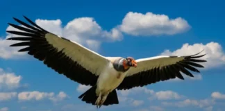 Voo térmico do urubu rei economiza energia e estabelece hierarquia entre as aves carniceiras do Brasil