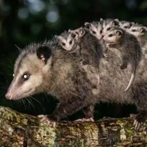 Maternidade do gambá combina desenvolvimento em bolsa marsupial e transporte de filhotes no dorso pelas florestas