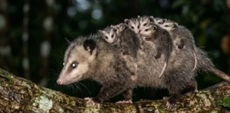 Maternidade do gambá combina desenvolvimento em bolsa marsupial e transporte de filhotes no dorso pelas florestas