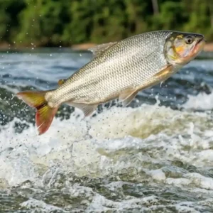 Saltos do peixe matrinxã durante a piracema revelam a complexa dinâmica de migração nos rios da Amazônia
