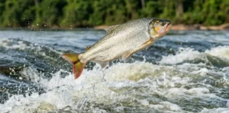 Saltos do peixe matrinxã durante a piracema revelam a complexa dinâmica de migração nos rios da Amazônia