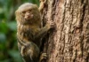O peso do menor primata do mundo e sua sobrevivência nas copas da floresta amazônica