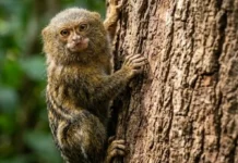 O peso do menor primata do mundo e sua sobrevivência nas copas da floresta amazônica