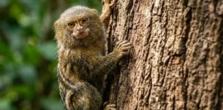 El primate más pequeño del mundo y su vida en las copas de la Amazonía
