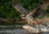 Engenharia natural oculta revela como esta ave mergulha na água e decola carregando peixes gigantescos