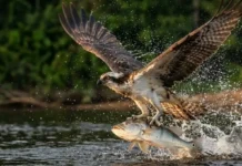 Engenharia natural oculta revela como esta ave mergulha na água e decola carregando peixes gigantescos