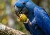 Cientistas revelam como o bico da arara-azul supera a força de mordida de grandes mamíferos na natureza