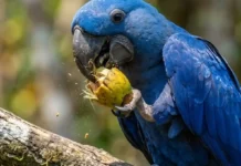 Cientistas revelam como o bico da arara-azul supera a força de mordida de grandes mamíferos na natureza