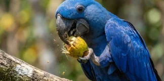 Cientistas revelam como o bico da arara-azul supera a força de mordida de grandes mamíferos na natureza