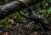 Como este titã da floresta consegue carregar o equivalente ao peso de um carro popular sem quebrar