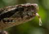 Como o veneno mortal de serpentes da Amazônia esconde o segredo de remédios que salvam milhares de vidas cardíacas