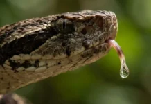 Como o veneno mortal de serpentes da Amazônia esconde o segredo de remédios que salvam milhares de vidas cardíacas