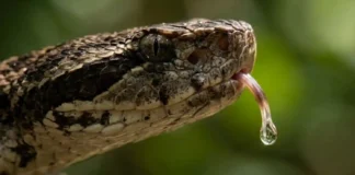 Como o veneno mortal de serpentes da Amazônia esconde o segredo de remédios que salvam milhares de vidas cardíacas