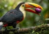 Como as aves jardineiras da Amazônia garantem a sobrevivência da floresta transportando sementes a distâncias surpreendentes Um tucano-de-cuvier (Ramphastos tucanus) pousado em um galho de árvore coberto de musgo na Floresta Amazônica. O pássaro tem plumagem preta no corpo e branca no peito e pescoço, com detalhes vermelhos. Seu bico maciço é de cor amarelo-laranja com uma faixa preta na parte superior e preta na ponta. O tucano segura uma grande fruta roxa e madura em seu bico, prestes a engoli-la. A luz solar da manhã se filtra através da densa copa verde desfocada ao fundo, iluminando gotículas de água nas folhas próximas. O foco é nítido na cabeça, bico e olhos do tucano e na fruta roxa.