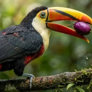 Como as aves jardineiras da Amazônia garantem a sobrevivência da floresta transportando sementes a distâncias surpreendentes Um tucano-de-cuvier (Ramphastos tucanus) pousado em um galho de árvore coberto de musgo na Floresta Amazônica. O pássaro tem plumagem preta no corpo e branca no peito e pescoço, com detalhes vermelhos. Seu bico maciço é de cor amarelo-laranja com uma faixa preta na parte superior e preta na ponta. O tucano segura uma grande fruta roxa e madura em seu bico, prestes a engoli-la. A luz solar da manhã se filtra através da densa copa verde desfocada ao fundo, iluminando gotículas de água nas folhas próximas. O foco é nítido na cabeça, bico e olhos do tucano e na fruta roxa.
