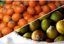 Tucumã supera cenoura em betacaroteno e move toneladas do fruto nas feiras de Belém