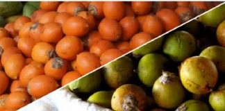 Tucumã supera cenoura em betacaroteno e move toneladas do fruto nas feiras de Belém