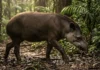 Anta é o maior mamífero terrestre do Brasil e dispersa sementes grandes que outros animais não conseguem engolir