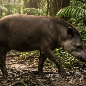 Anta é o maior mamífero terrestre do Brasil e dispersa sementes grandes que outros animais não conseguem engolir