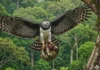 El águila harpía carga presas más pesadas que su propio cuerpo hasta los nidos más altos de la Amazonía