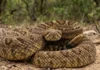Serpente mais perigosa do Brasil fornece molécula para remédio de pressão alta usado por milhões de pessoas
