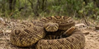 Serpente mais perigosa do Brasil fornece molécula para remédio de pressão alta usado por milhões de pessoas