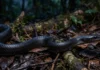La mussurana, la serpiente brasilena que caza viboras venenosas y sobrevive a su veneno