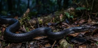 La mussurana, la serpiente brasilena que caza viboras venenosas y sobrevive a su veneno