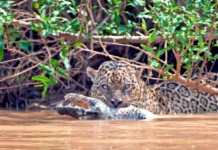 Onça-pintada é o único grande felino das Américas que caça ativamente dentro da água e captura jacarés