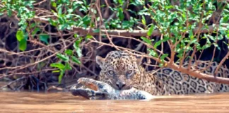 Onça-pintada é o único grande felino das Américas que caça ativamente dentro da água e captura jacarés