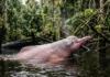 El delfín rosado del Amazonas es el mayor delfín de agua dulce y navega por eco en ríos turbios