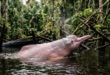 Boto-cor-de-rosa é o maior golfinho de água doce do mundo e navega por eco em rios barrentos da Amazônia
