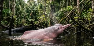 El delfín rosado del Amazonas es el mayor delfín de agua dulce y navega por eco en ríos turbios