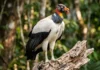 Urubu-rei é a maior ave de rapina necrófaga do Brasil e usa visão superior para dominar carcaças na floresta
