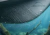 Golfinho mais adaptado das Américas inspira revestimento naval biomimético que reduz o arrasto e economiza combustível