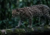 Jaguatirica é o felino de médio porte mais distribuído do Brasil e demarca território com sinais químicos noturnos
