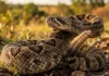Maior serpente peçonhenta do Brasil avisa antes de atacar com vibração de guizo invisível ao olho humano