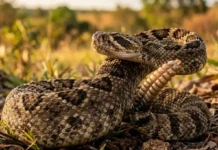 Maior serpente peçonhenta do Brasil avisa antes de atacar com vibração de guizo invisível ao olho humano