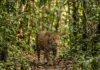Onça-pintada é o maior felino das Américas e precisa de vastos territórios para evitar extinção em florestas fragmentadas