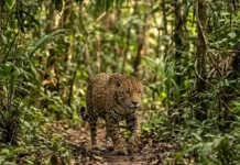 Onça-pintada é o maior felino das Américas e precisa de vastos territórios para evitar extinção em florestas fragmentadas