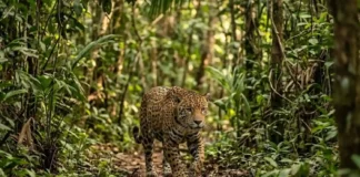 Onça-pintada é o maior felino das Américas e precisa de vastos territórios para evitar extinção em florestas fragmentadas