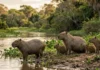 Maior roedor do mundo habita os rios do Brasil e passa minutos submerso mantendo apenas narinas fora da água