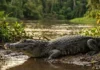 Jacaré-açu é o maior predador de água doce das Américas e domina os rios da Amazônia com mordida poderosa