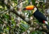 Tucano possui o maior bico das Américas e usa estrutura óssea para liberar calor em vez de transpirar