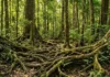 Maior floresta do Brasil guarda carbono no solo e aquece o planeta duas vezes ao sofrer desmatamento
