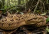 Como a gigante surucucu pico de jaca domina a Floresta Amazônica com um volume de veneno sem paralelo