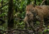 Como a onça-pintada e a vegetação densa da Amazônia garantem a sobrevivência de filhotes na floresta tropical