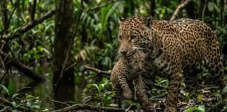 Como a onça-pintada e a vegetação densa da Amazônia garantem a sobrevivência de filhotes na floresta tropical